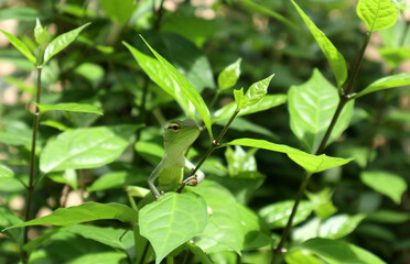 A green lizard holding a branch under the leaf at the top of a branch in the sunny day