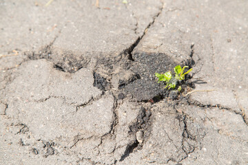 A crack in the gray asphalt with a bright green plant breaking through, the power of life. Ecology wildlife flora.