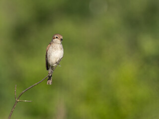 Beautiful nature scene with Red-backed Shrike (Lanius collurio). Red-backed Shrike (Lanius collurio) in the nature habitat. Wildlife shot of Red-backed Shrike (Lanius collurio) on the branch. 