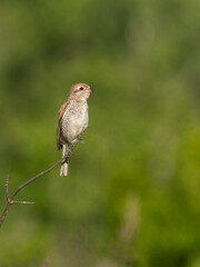 Beautiful nature scene with Red-backed Shrike (Lanius collurio). Red-backed Shrike (Lanius collurio) in the nature habitat. Wildlife shot of Red-backed Shrike (Lanius collurio) on the branch. 