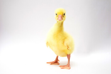 Portrait of Cute Young Ducklings on white
