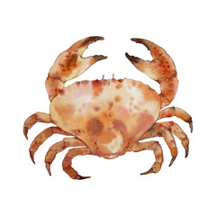 Crab. Watercolor illustration on a white background. 