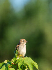 Beautiful nature scene with Red-backed Shrike (Lanius collurio). Red-backed Shrike (Lanius collurio) in the nature habitat. Wildlife shot of Red-backed Shrike (Lanius collurio) on the branch. 