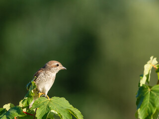 Beautiful nature scene with Red-backed Shrike (Lanius collurio). Red-backed Shrike (Lanius collurio) in the nature habitat. Wildlife shot of Red-backed Shrike (Lanius collurio) on the branch. 