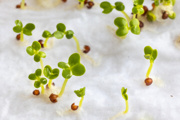 Close-up of Chinese flower cabbage or choy sum vegetable seeds that have germinated on moist water soaked kitchen towel
