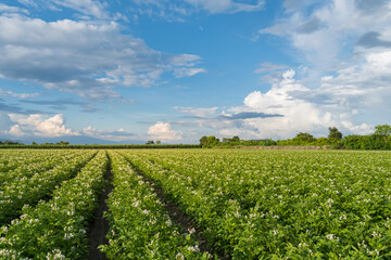 Potato plantation with cloud and blue sky