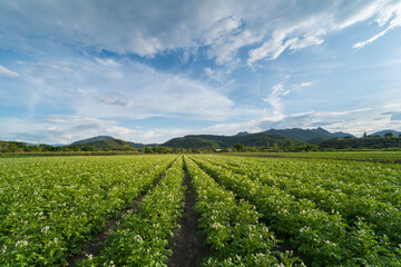 Fototapeta na wymiar Potato plantation with cloud and blue sky