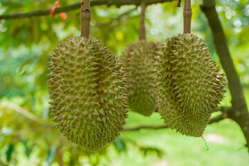 Durian fruit on a large number of durian trees