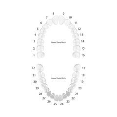 Vector 3d Realistic Teeth, Upper, Lower Adult Jaw, Top View. Anatomy Concept. Orthodontist Human Teeth Scheme Isolated. Medical Oral Health. Design Template of Prosthetics, Veneers