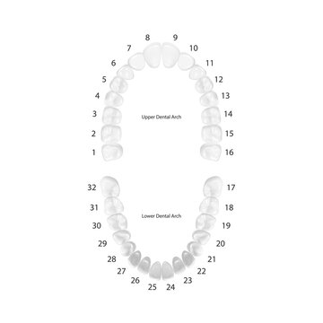 Vector 3d Realistic Teeth, Upper, Lower Adult Jaw, Top View. Anatomy Concept. Orthodontist Human Teeth Scheme Isolated. Medical Oral Health. Design Template of Prosthetics, Veneers