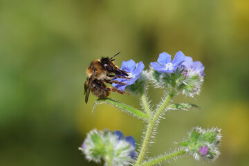Fork-tailed Flower Bee (Anthophora furcata), family Apidae on flowers of green alkanet (Pentaglottis sempervirens), family borage (Boraginaceae) in the garden. Spring, Netherlands, June	
