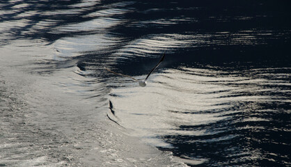 seagull flying over the cold lake water