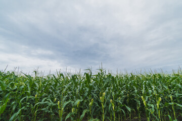 Green corn plantation with blue sky