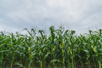 Green corn plantation with blue sky
