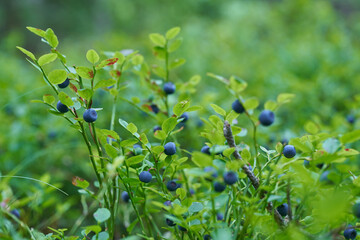 Blueberry berries on a green branch. Natural food
