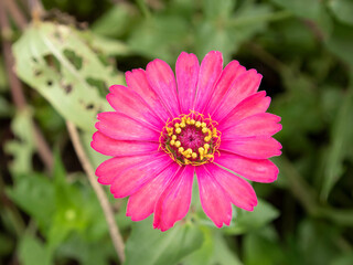 blurred picture of pink zinnia flowers and green leaves in the garden.