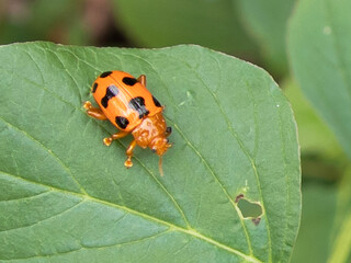 Ladybug on grass macro close up