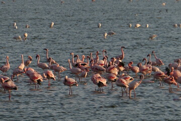 Obraz premium Flamingo