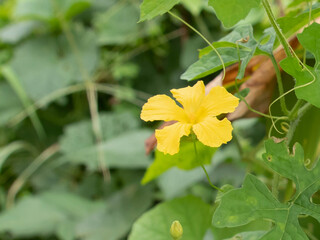 Obraz premium Yellow pumpkin flower background.yellow flower