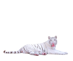 white tiger,white background