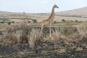 Giraffe
