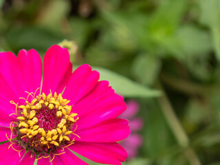 blurred picture of pink zinnia flowers and green leaves in the garden.
