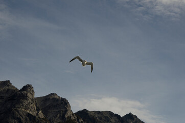 seagull flying over the mountain