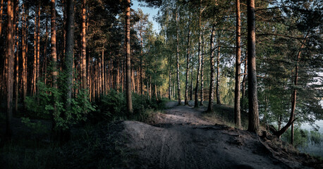 forest in the morning