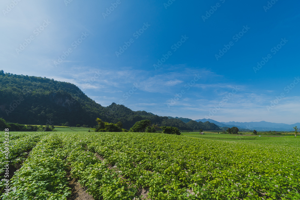 Wall mural Potato plantation with cloud and blue sky