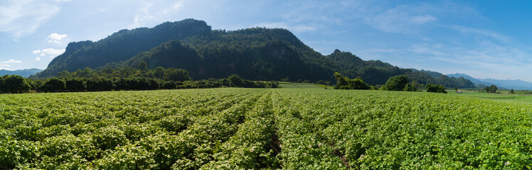 Panorama potato plantation with cloud and blue sky