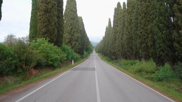 Pineta con strada