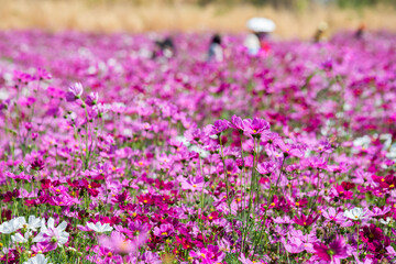 Close-up pink vivid color blossom of Cosmos flower (Bipinnatus) in a field. Flower fields in Saraburi province ,Thailand. Beautiful flower background in spring season.