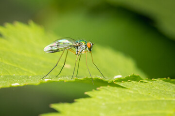 Small Dolichopodidae fly looking for a prey on a green leaf and blurred background