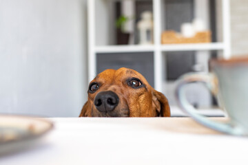A funny dachshund dog looks at the dining table while no one sees it.