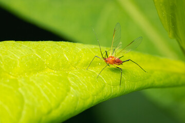 Small Uroleucon insect on a green leaf