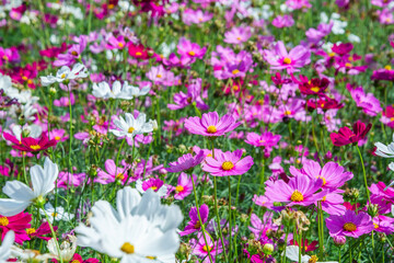 Obraz premium Close-up pink vivid color blossom of Cosmos flower (Bipinnatus) in a field. Flower fields in Saraburi province ,Thailand. Beautiful flower background in spring season.