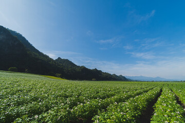 Potato plantation with cloud and blue sky