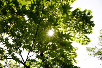 Ginkakuji Temple in Kyoto.