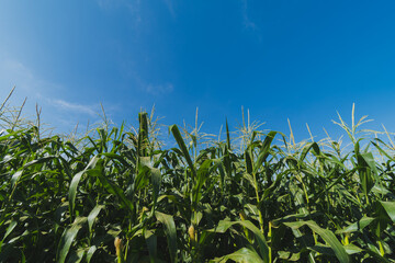 Green corn plantation with blue sky