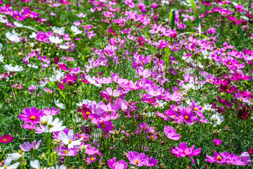 Close-up pink vivid color blossom of Cosmos flower (Bipinnatus) in a field. Flower fields in Saraburi province ,Thailand. Beautiful flower background in spring season.