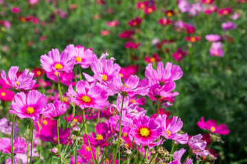 Close-up pink vivid color blossom of Cosmos flower (Bipinnatus) in a field. Flower fields in Saraburi province ,Thailand. Beautiful flower background in spring season.