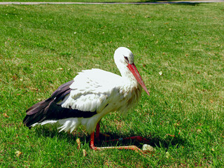 White Stork sits on the grass of a city park
