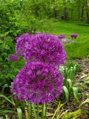 flowers in the park