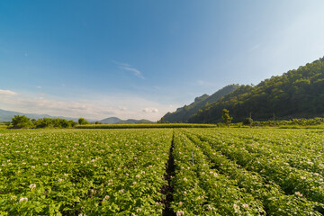 Potato plantation with cloud and blue sky