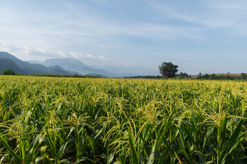Fresh corn field with mountain