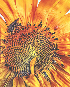 Secrets of a Sunflower