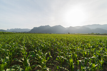 Fresh corn field with mountain