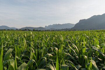 Fresh corn field with mountain