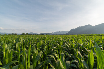 Fresh corn field with mountain