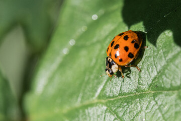 Coccinelle.